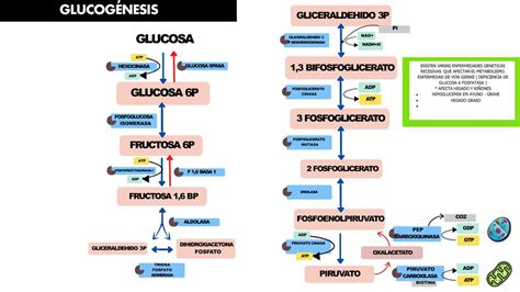 Ilustración del proceso de glucogénesis