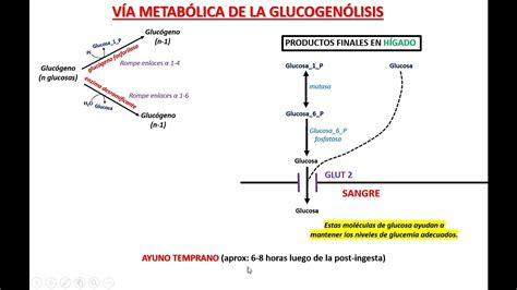 Diagrama esquemático de la glucogenólisis