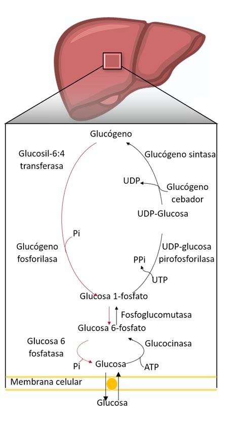 Gráfico comparativo de la regulación del glucógeno hepático y muscular