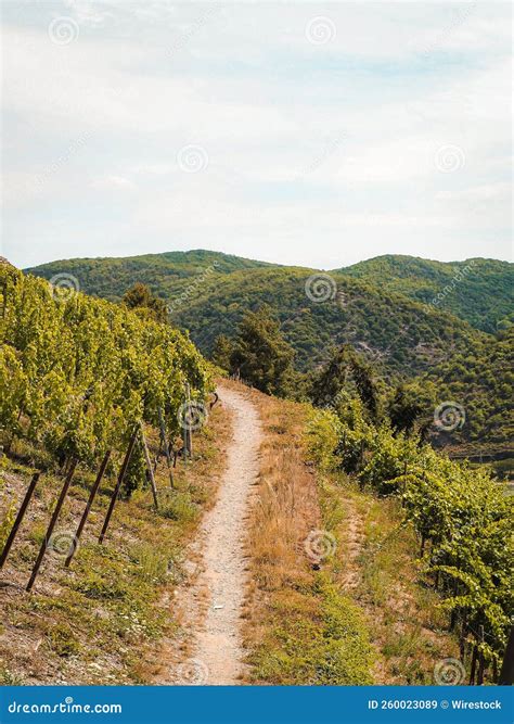 Sendero serpenteante en una ladera boscosa