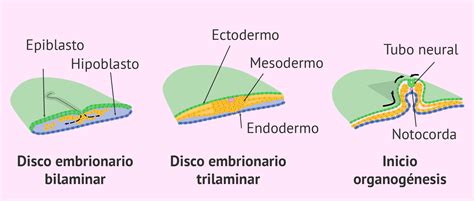 Estructura del blastocisto y formación del disco embrionario