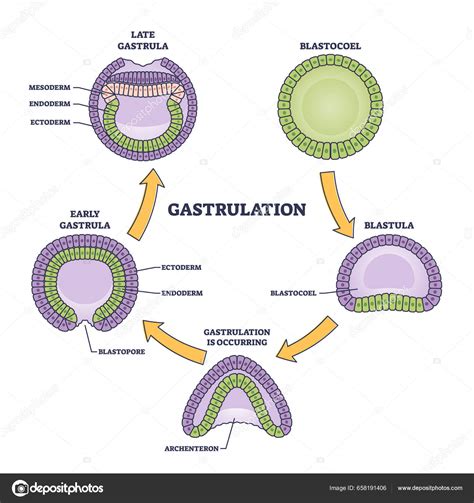 Migración celular durante la gastrulación y formación de las capas germinales