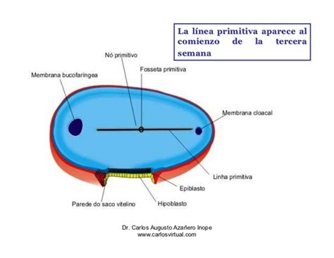 Visión esquemática de la línea primitiva, el nódulo de Hensen y la notocorda