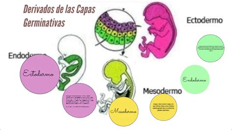 Diagrama de las capas germinales embrionarias