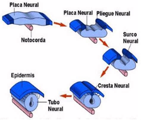 Etapas de la neurulación: formación del tubo neural