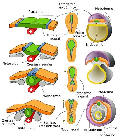 Desarrollo del sistema nervioso central a partir del tubo neural