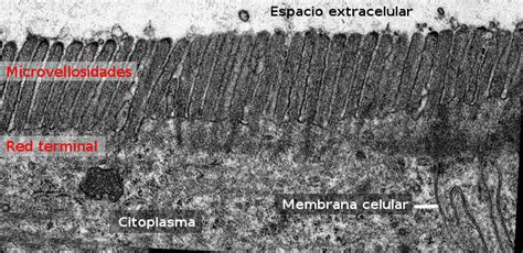 Micrografía electrónica de microvellosidades en células epiteliales intestinales