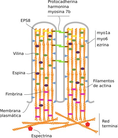 Detalle molecular de la estructura de una microvellosidad
