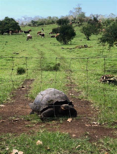 Tortugas gigantes en su hábitat natural en Santa Cruz