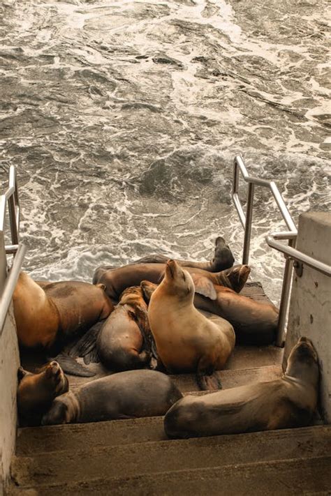 Leones marinos descansando en el malecón de San Cristóbal