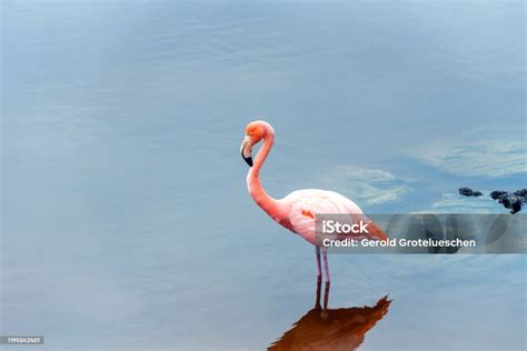Flamencos rosados en el Lago de los Flamencos, Isabela