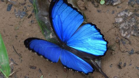 Mariposa Morpho azul