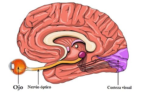 Anatomía del nervio óptico y quiasma óptico