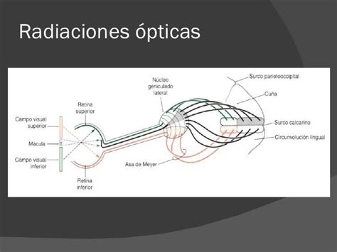 Mapa de las radiaciones ópticas