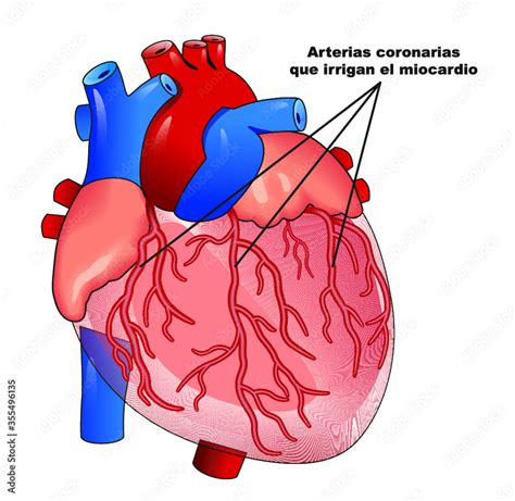 Diagrama del corazón humano mostrando las arterias coronarias
