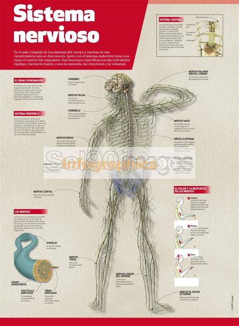 Infografía del sistema nervioso humano
