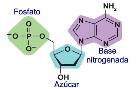 Cristales de nucleótidos