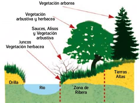 Diagrama de la sección transversal de un río mostrando la velocidad del agua y el área